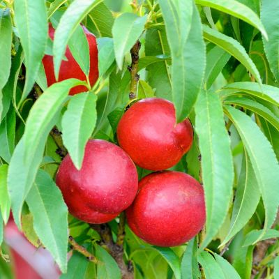 Нектарин Рубиновый-8 - Dolina-Sad.Ru