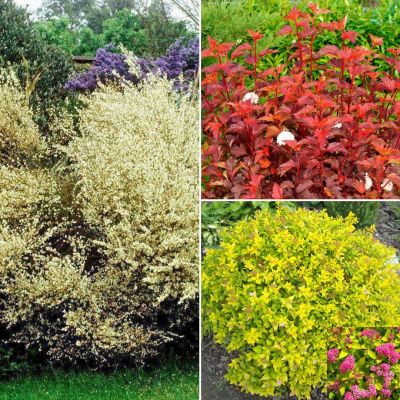 Набор кустарников Осенний Набор кустарников Осенний - Dolina-Sad.Ru