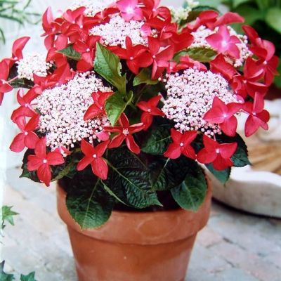 Гортензия крупнолистная Ротшванц фото