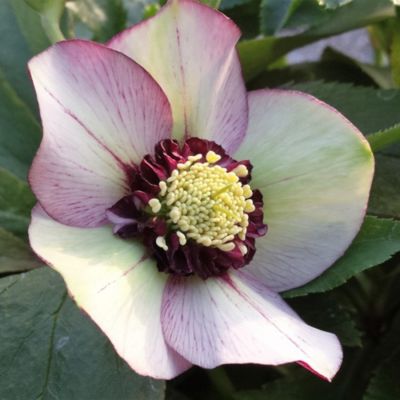 Морозник Анемон Пикоти Ред - Dolina-Sad.Ru