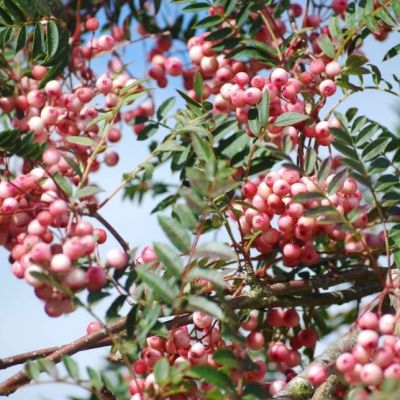 Сладкоплодная рябина Пинк Сладкоплодная рябина Пинк фото