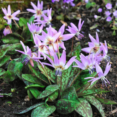 Эритрониум Денс Канис - Dolina-Sad.Ru