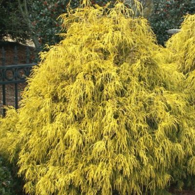 Кипарисовик Ауреа Кипарисовик Ауреа - Dolina-Sad.Ru