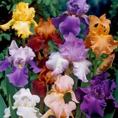 Ирисы Смесь Сортов (1+1=3) Ирисы Смесь Сортов (1+1=3) фото