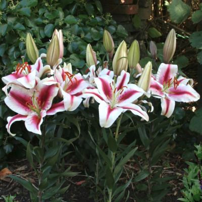 Лилия Хачи Лилия Хачи - Dolina-Sad.Ru