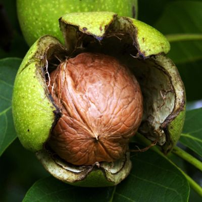 Орех Грецкий Юбилейный фото