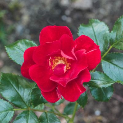 Роза Матадор Роза Матадор - Dolina-Sad.Ru