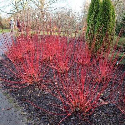 Дерен белый, С3 - Dolina-Sad.Ru