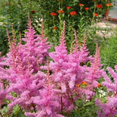 Астильба китайская Хат энд Соул - Dolina-Sad.Ru