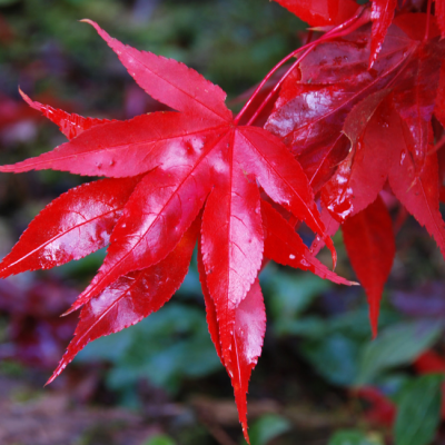 Клен веерный Осакацуки Клен веерный Осакацуки фото