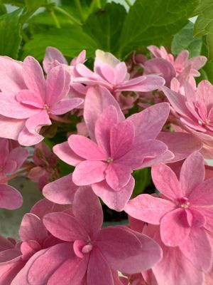 Гортензия курпнолистная Мэджикал Фарфалла - Dolina-Sad.Ru