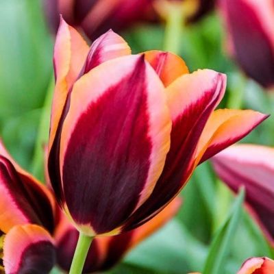 Тюльпан Мувота фото