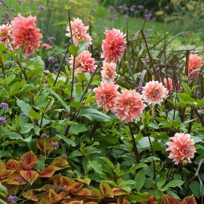 Георгина Голландский фестиваль - Dolina-Sad.Ru