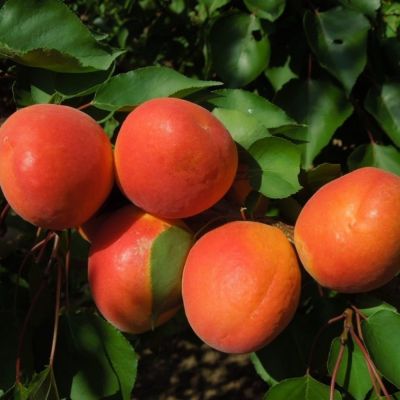 Абрикос Роксана - Dolina-Sad.Ru