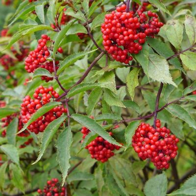 Бузина красная Плюмоза Аурея Бузина красная Плюмоза Аурея - Dolina-Sad.Ru