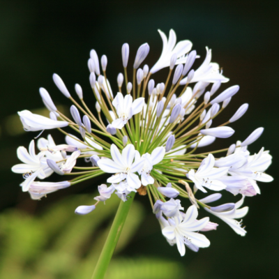 Агапантус Вайт Агапантус Вайт фото