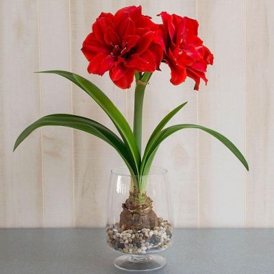 Амариллис Черри Нимф Амариллис Черри Нимф фото