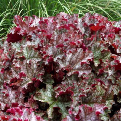 Гейхера Кан Кан фото