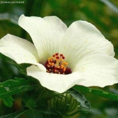 Гибискус Китайский доктор Н10 фото