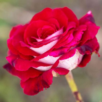 Роза штамбовая Осирия Роза штамбовая Осирия - Dolina-Sad.Ru