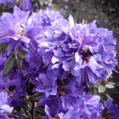 Рододендрон Гристед Рододендрон Гристед фото