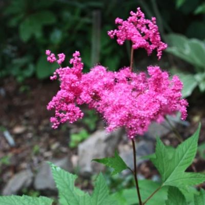 Лабазник Пурпл Лабазник Пурпл - Dolina-Sad.Ru