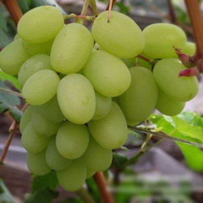 Виноград Богатяновский - Dolina-Sad.Ru