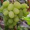 Виноград Богатяновский - Dolina-Sad.Ru