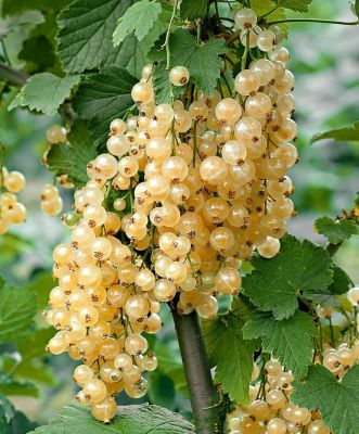 Смородина Большая Белая, C3 (2 года) - Dolina-Sad.Ru