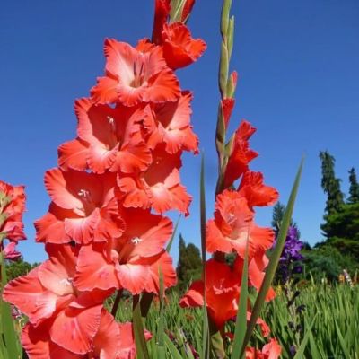 Гладиолус Прити гай Гладиолус Прити гай фото