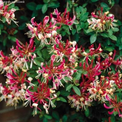 Жимолость вьющаяся Серотина Жимолость вьющаяся Серотина фото