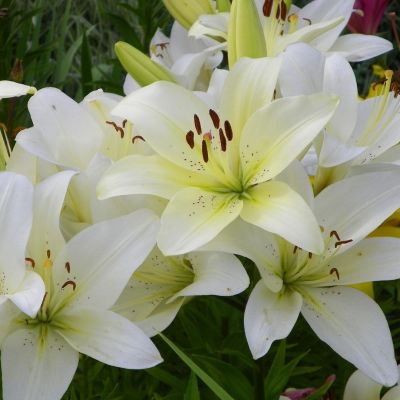 Лилия Сноудон - Dolina-Sad.Ru