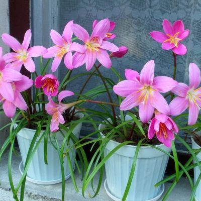 Зефирантес Пинк - Dolina-Sad.Ru