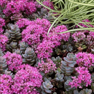 Седум синий Седум синий фото