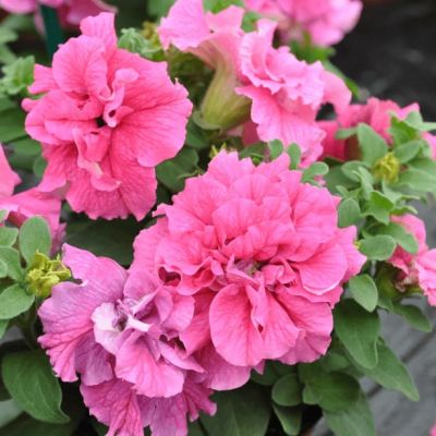 Петуния Махровые многоцветковая Дуо роуз фото