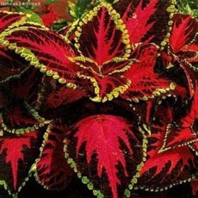 Колеус Тэррено пестрый Колеус Тэррено пестрый фото