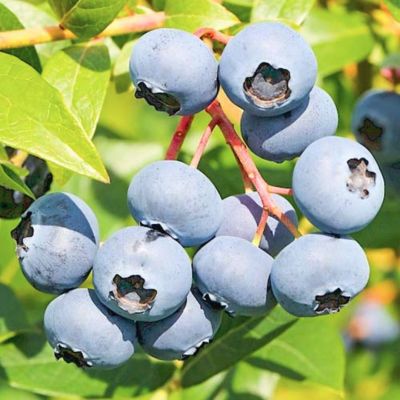 Голубика Эрли Блю (Среднерослая) Голубика Эрли Блю (Среднерослая) - Dolina-Sad.Ru