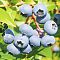 Голубика Эрли Блю (Среднерослая) Голубика Эрли Блю (Среднерослая) - Dolina-Sad.Ru