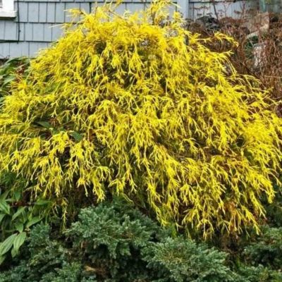 Кипарисовик Ауреа Кипарисовик Ауреа - Dolina-Sad.Ru