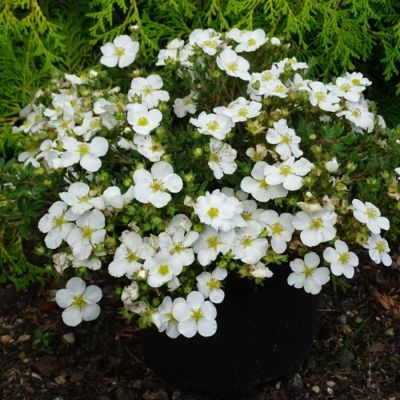 Лапчатка кустарниковая Белла Бьянка - Dolina-Sad.Ru