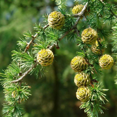 Лиственница тонкочешуйчатая фото