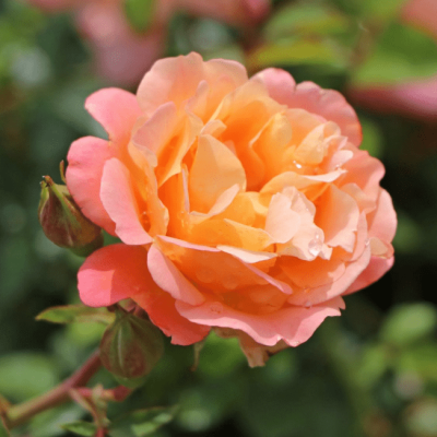 Роза Кубана фото