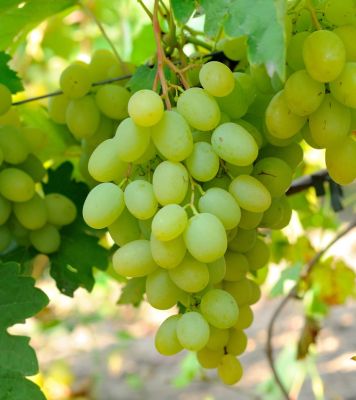 Виноград Богатяновский - Dolina-Sad.Ru