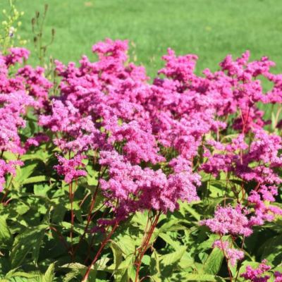 Лабазник Пурпл Лабазник Пурпл - Dolina-Sad.Ru