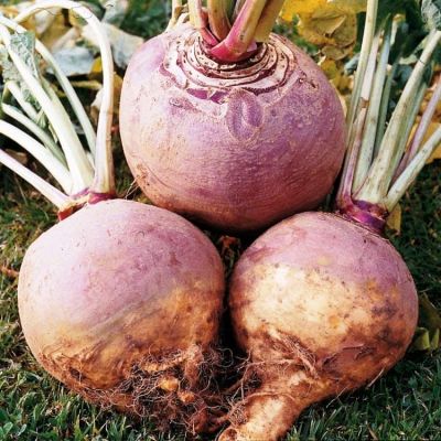 Брюква Красносельская (ЦВ) 0,5гр. Брюква Красносельская (ЦВ) 0,5гр. фото