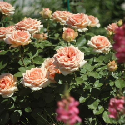 Роза Таити Роза Таити - Dolina-Sad.Ru