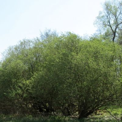 Ива пурпурная, С3 Ива пурпурная, С3 - Dolina-Sad.Ru