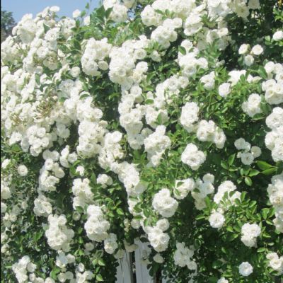 Роза Клайминг Айсберг - Dolina-Sad.Ru