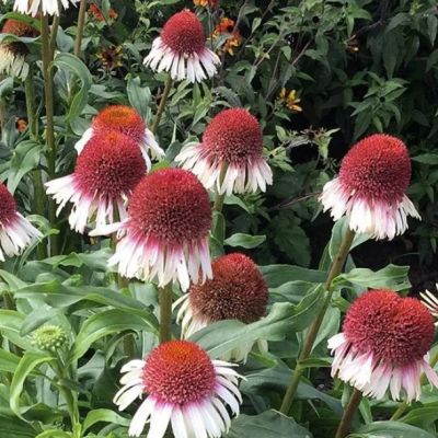 Эхинацея Строберри энд Крим Эхинацея Строберри энд Крим фото