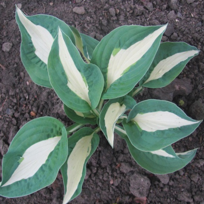 Хоста Пин-Ап Хоста Пин-Ап - Dolina-Sad.Ru